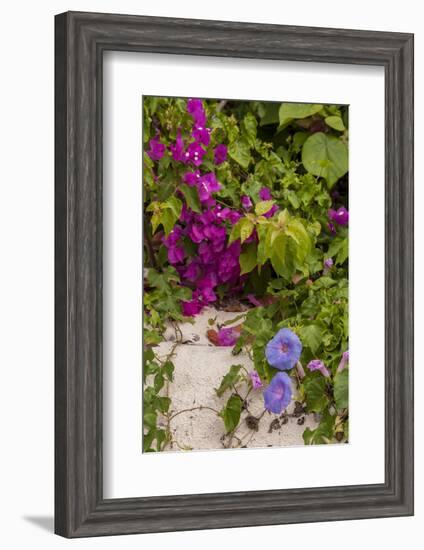 Morning Glory and Bougainvillea Flowers, Princess Cays, Eleuthera, Bahamas-Lisa S^ Engelbrecht-Framed Photographic Print