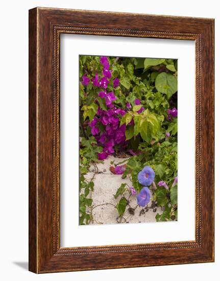 Morning Glory and Bougainvillea Flowers, Princess Cays, Eleuthera, Bahamas-Lisa S^ Engelbrecht-Framed Photographic Print