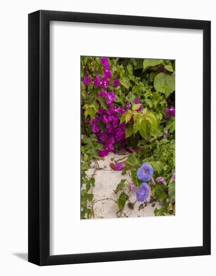 Morning Glory and Bougainvillea Flowers, Princess Cays, Eleuthera, Bahamas-Lisa S^ Engelbrecht-Framed Photographic Print