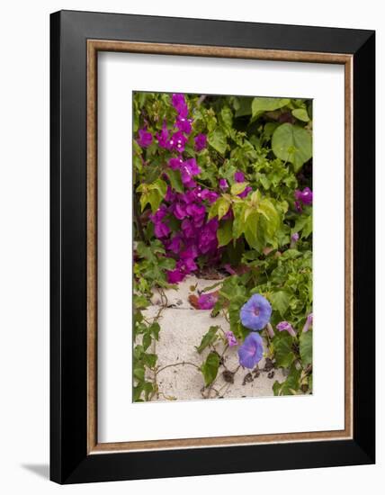 Morning Glory and Bougainvillea Flowers, Princess Cays, Eleuthera, Bahamas-Lisa S^ Engelbrecht-Framed Photographic Print