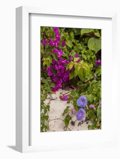 Morning Glory and Bougainvillea Flowers, Princess Cays, Eleuthera, Bahamas-Lisa S^ Engelbrecht-Framed Photographic Print