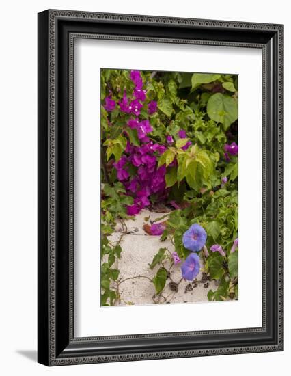 Morning Glory and Bougainvillea Flowers, Princess Cays, Eleuthera, Bahamas-Lisa S^ Engelbrecht-Framed Photographic Print