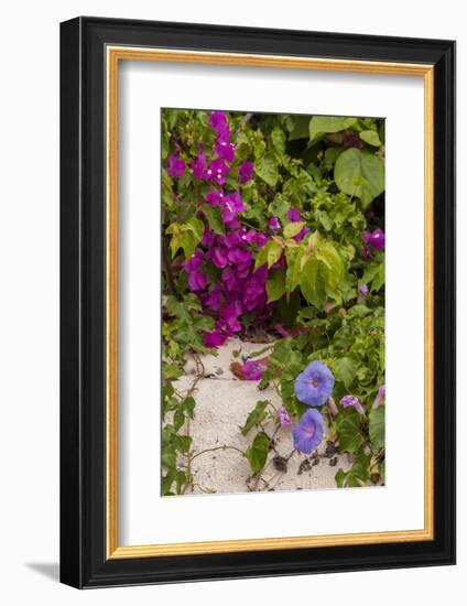 Morning Glory and Bougainvillea Flowers, Princess Cays, Eleuthera, Bahamas-Lisa S^ Engelbrecht-Framed Photographic Print