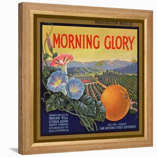 Morning Glory Brand - Pomona, California - Citrus Crate Label-Lantern Press-Framed Stretched Canvas