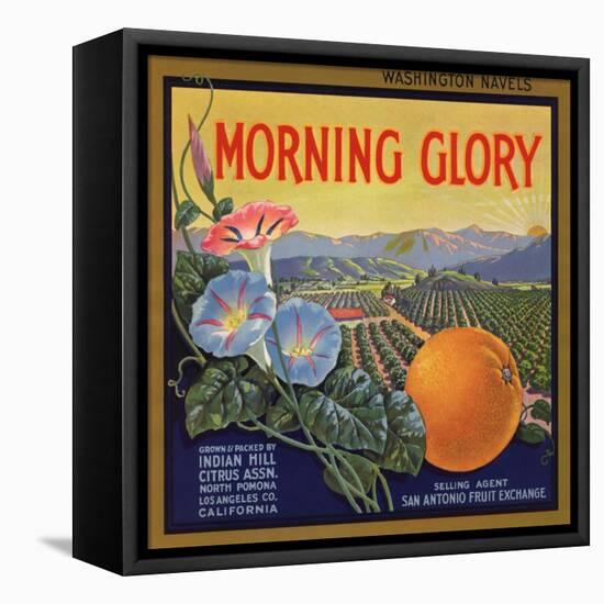 Morning Glory Brand - Pomona, California - Citrus Crate Label-Lantern Press-Framed Stretched Canvas