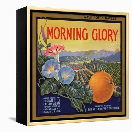 Morning Glory Brand - Pomona, California - Citrus Crate Label-Lantern Press-Framed Stretched Canvas