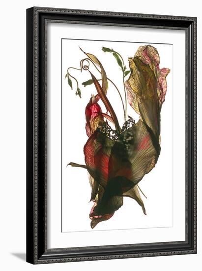 Morning Glory Canna Heart, 2012-Julia McLemore-Framed Photographic Print