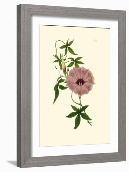 Morning Glory I-Van Houtt-Framed Art Print