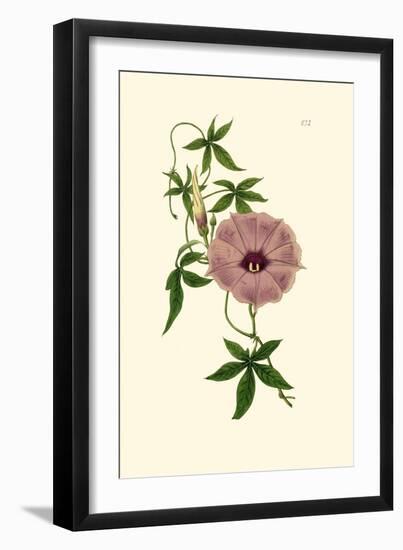 Morning Glory I-Van Houtt-Framed Art Print