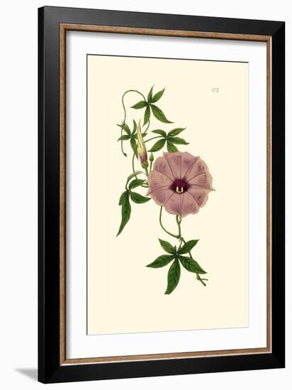 Morning Glory I-Van Houtt-Framed Art Print