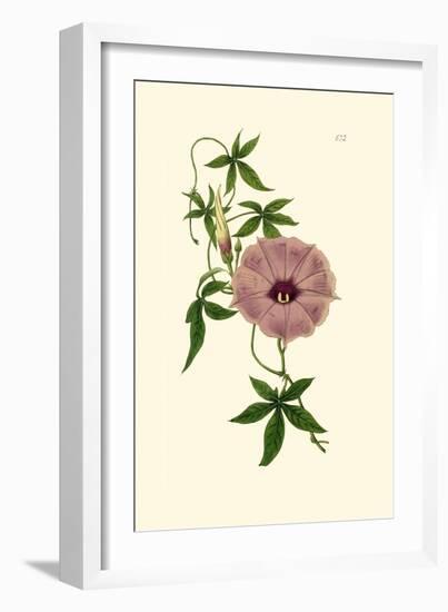 Morning Glory I-Van Houtt-Framed Art Print