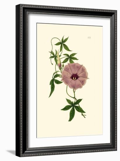 Morning Glory I-Van Houtt-Framed Art Print