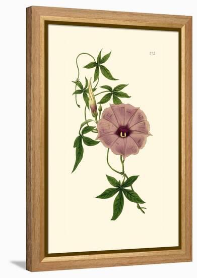 Morning Glory I-Van Houtt-Framed Stretched Canvas