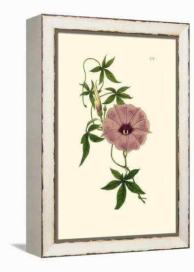 Morning Glory I-Van Houtt-Framed Stretched Canvas