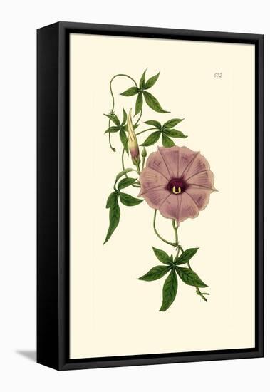 Morning Glory I-Van Houtt-Framed Stretched Canvas