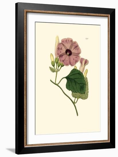 Morning Glory II-Van Houtt-Framed Premium Giclee Print