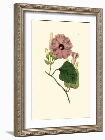 Morning Glory II-Van Houtt-Framed Art Print