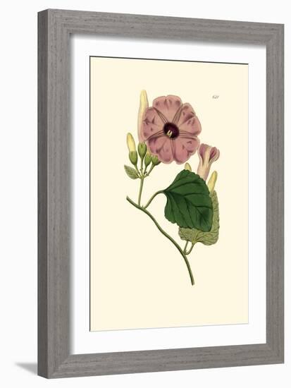 Morning Glory II-Van Houtt-Framed Art Print