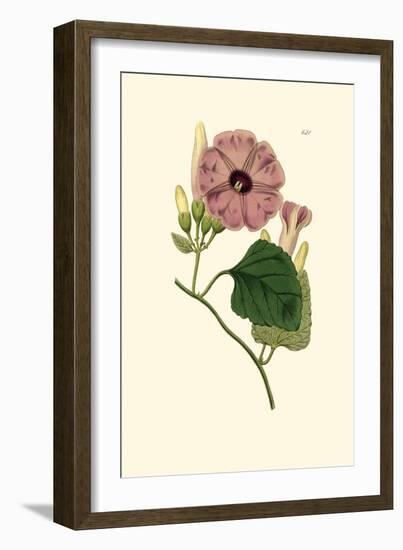 Morning Glory II-Van Houtt-Framed Art Print