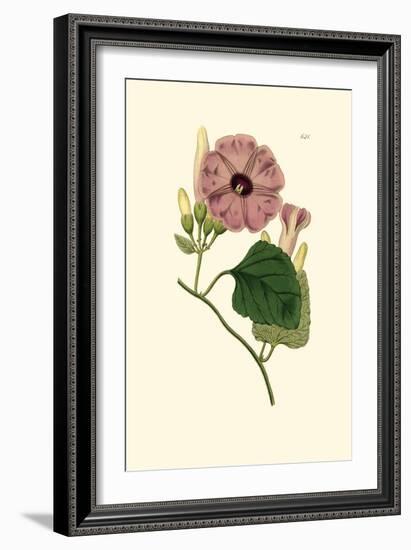 Morning Glory II-Van Houtt-Framed Art Print