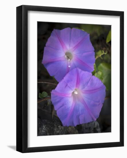 Morning glory, Ipomoea hederacea, Ding Darling National Wildlife Refuge, Florida-Maresa Pryor-Framed Photographic Print