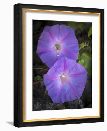 Morning glory, Ipomoea hederacea, Ding Darling National Wildlife Refuge, Florida-Maresa Pryor-Framed Photographic Print