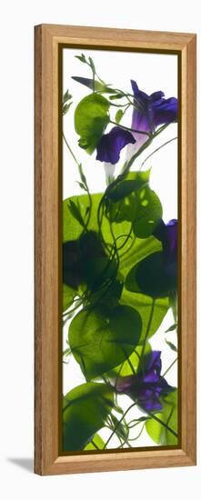 Morning Glory Rising, 2010-Julia McLemore-Framed Premier Image Canvas