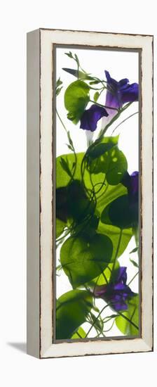 Morning Glory Rising, 2010-Julia McLemore-Framed Premier Image Canvas