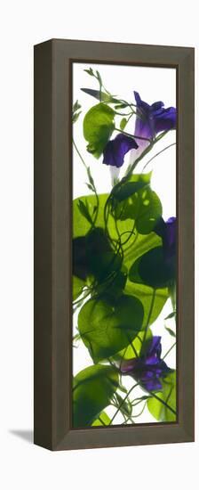 Morning Glory Rising, 2010-Julia McLemore-Framed Premier Image Canvas