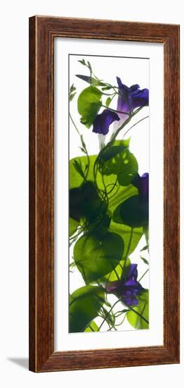 Morning Glory Rising, 2010-Julia McLemore-Framed Photographic Print