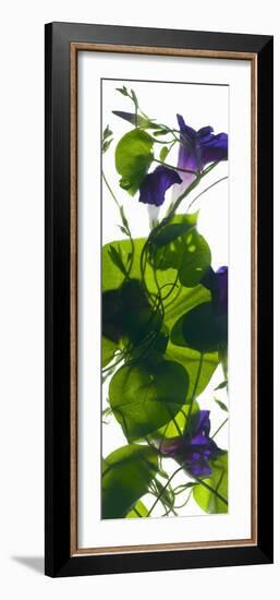 Morning Glory Rising, 2010-Julia McLemore-Framed Photographic Print