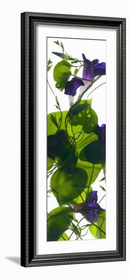 Morning Glory Rising, 2010-Julia McLemore-Framed Photographic Print