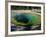 Morning Glory Spring, Yellowstone National Park, Unesco World Heritage Site, USA-Roy Rainford-Framed Photographic Print