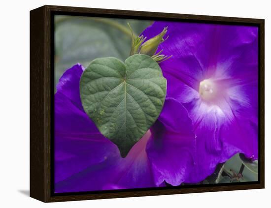 Morning Glory Vine, Maui, Hawaii, USA-Julie Eggers-Framed Premier Image Canvas