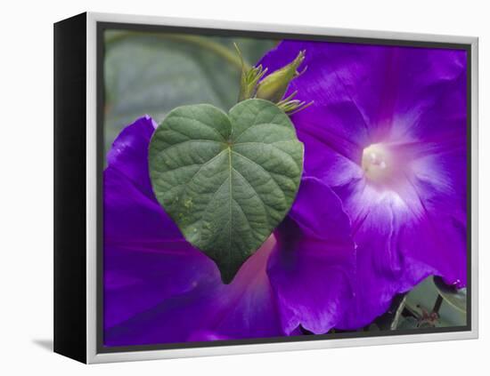 Morning Glory Vine, Maui, Hawaii, USA-Julie Eggers-Framed Premier Image Canvas