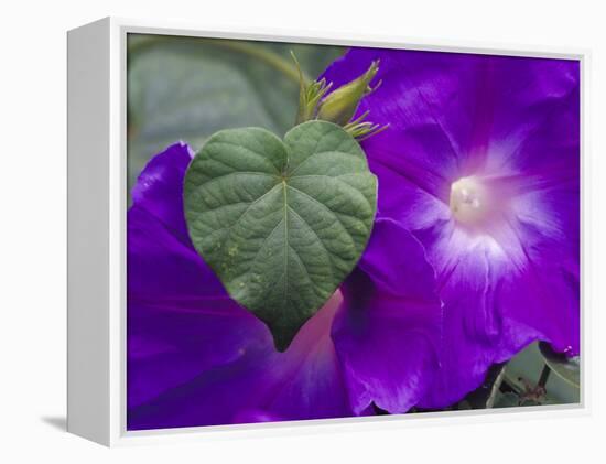 Morning Glory Vine, Maui, Hawaii, USA-Julie Eggers-Framed Premier Image Canvas