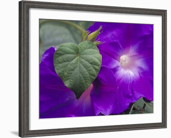 Morning Glory Vine, Maui, Hawaii, USA-Julie Eggers-Framed Photographic Print