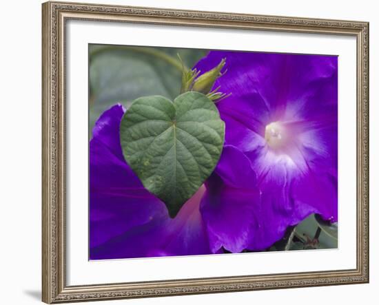 Morning Glory Vine, Maui, Hawaii, USA-Julie Eggers-Framed Photographic Print