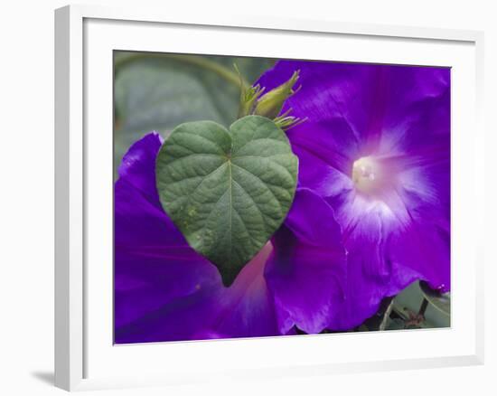 Morning Glory Vine, Maui, Hawaii, USA-Julie Eggers-Framed Photographic Print