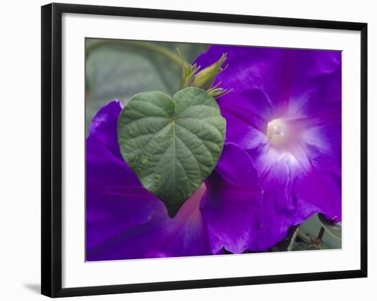 Morning Glory Vine, Maui, Hawaii, USA-Julie Eggers-Framed Photographic Print