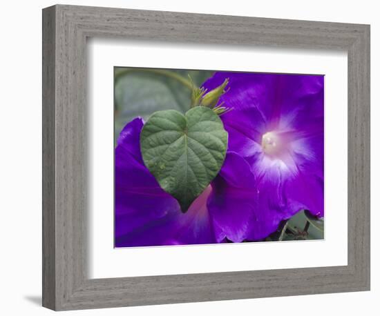 Morning Glory Vine, Maui, Hawaii, USA-Julie Eggers-Framed Photographic Print