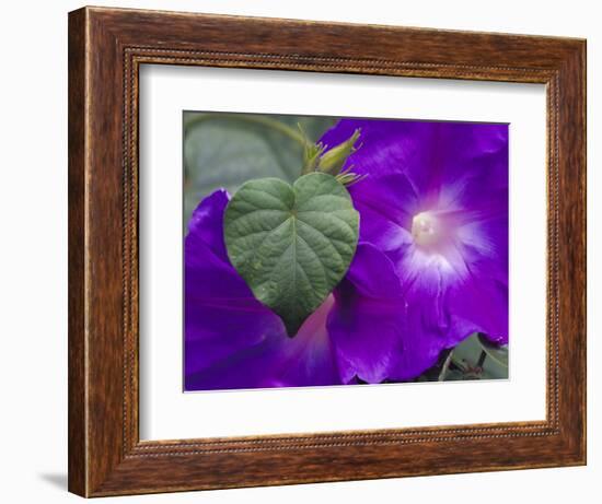 Morning Glory Vine, Maui, Hawaii, USA-Julie Eggers-Framed Photographic Print