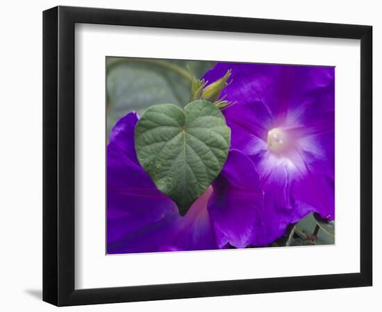 Morning Glory Vine, Maui, Hawaii, USA-Julie Eggers-Framed Photographic Print