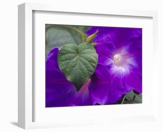 Morning Glory Vine, Maui, Hawaii, USA-Julie Eggers-Framed Photographic Print