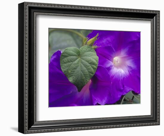 Morning Glory Vine, Maui, Hawaii, USA-Julie Eggers-Framed Photographic Print