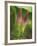 Morning Glory-Anna Miller-Framed Photographic Print