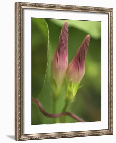 Morning Glory-Anna Miller-Framed Photographic Print