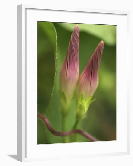 Morning Glory-Anna Miller-Framed Photographic Print