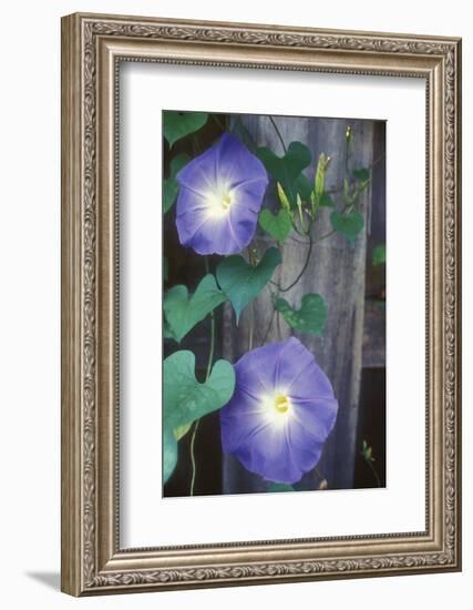 Morning Glory-Anna Miller-Framed Photographic Print