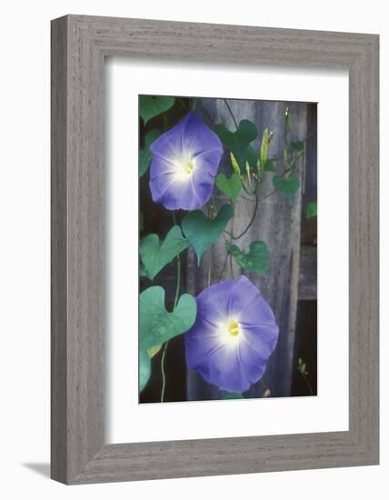 Morning Glory-Anna Miller-Framed Photographic Print